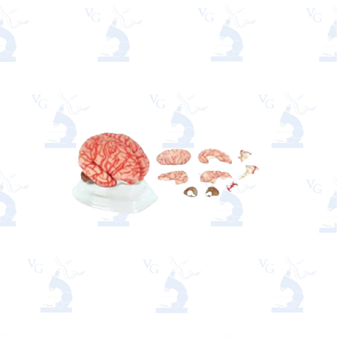 Modelo Cerebro Rosa con Arterias. Modelo CVQ7007 Civeq