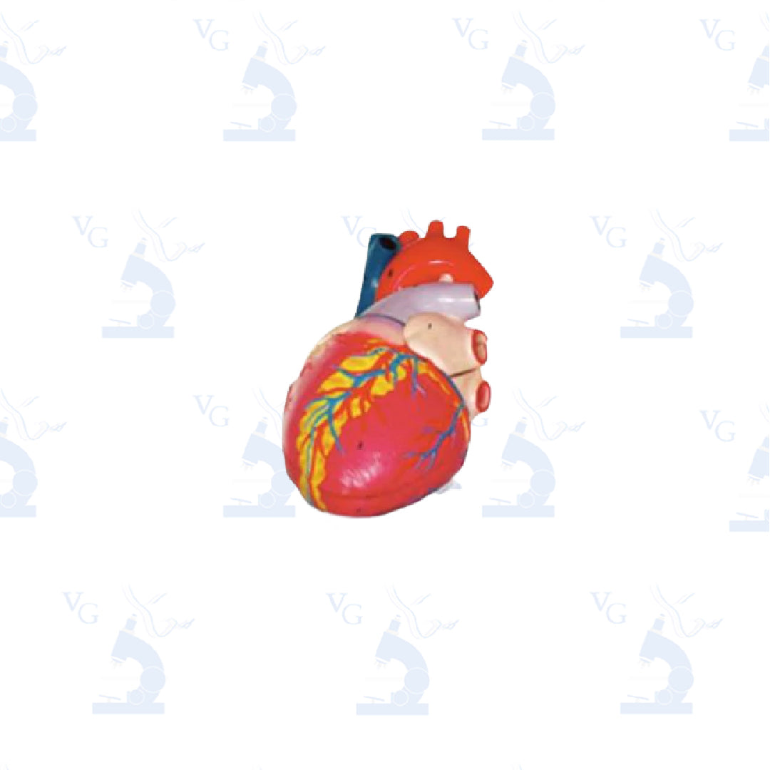 Modelo Corazón Gigante Civeq